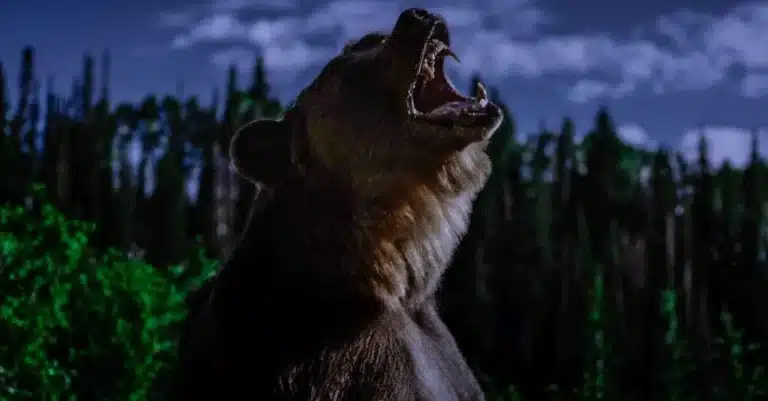 รีวิว Grizzly Night (2026)